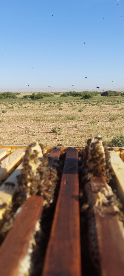 عسل السدر